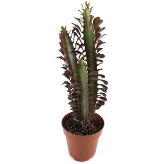 Euphorbia trigona f. rubra - pflegeleichtes dreikantiges Wolfsmilchgewächs - dekorative Sukkulente für das sonnige Fensterbrett in Büro und Wohnung