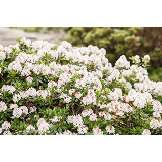 Rhododendron Bloombux 25-30 cm, 2L – Winterhart & Immergrün & Pflegeleicht – Alpenrose – Heckenpflanze für Garten & Sichtschutz