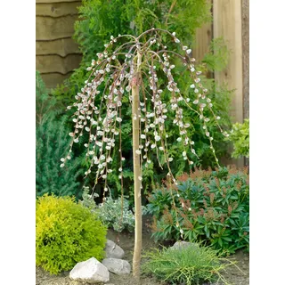 Pflanzen Für Dich Salix caprea 'Pendula', Kätzchenweide, hängend, 150 cm Stammhöhe