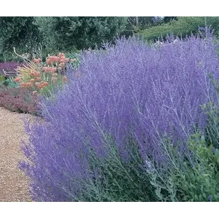 Blauraute, Silberstrauch, Perovskia Taiga - frosthart, blau