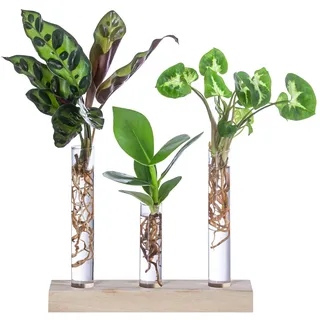 Dehner Waterplant-Set in Reagenzgläsern, 3-teilig, Grün