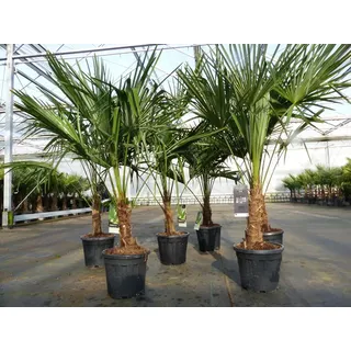 grünwaren Trachycarpus fortunei 140 - 170 cm Palme Hanfpalme, winterhart bis -18°C