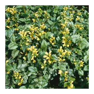 Pflanzen Für Dich Lamiastrum Galeobdolon Florentinum Goldnessel Ca. 9x9 cm Topf