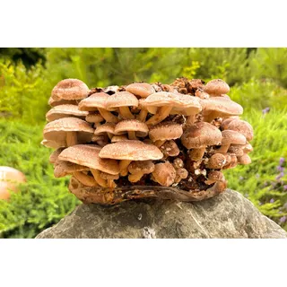 Bio Shiitake Pilzzuchtkultur Kraftpaket -NEUHEIT-