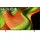 OLED65B59LA 65" 4K OLED AI Smart TV B5