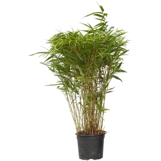 Plant in a Box - Bambus - Fargesia nitida 'Gansu' - Höhe 50-70cm - Topf 17cm - Nicht invasiver Bambus Winterhart - Grün