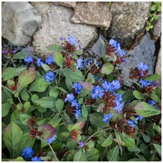 Bloomique Beetpflanze 3er-Set Ceratostigma Plumbaginoides, Bleiwurz, 10-20 cm, Topf 9 cm, 3 St. grün