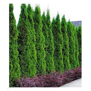 BALDUR Garten 20er Lebensbaum-Hecke 'Thuja Smaragd', Pflanzen im 9x9 cm-Topf, Thuja occidentalis Smaragd, winterhart, immergrün, Sichtschutz, anspruchslos, Empfehlung 3 Pflanzen pro lfd. Meter