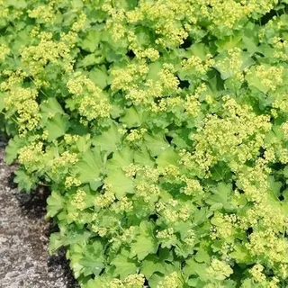 Blumixx Stauden Alchemilla epipsila – Kahler Frauenmantel, robust & pflegeleicht, grünlichgelb blühend, ideal für Beete & Rabatten, winterhart, mehrjährig
