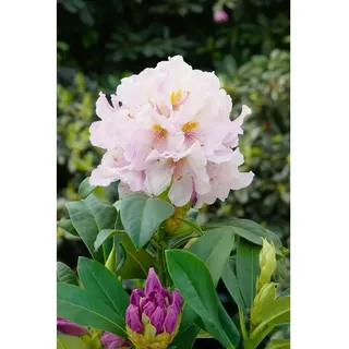 Pflanzen Für Dich Rhododendron Hybr.'eskimo' C 5 30- 40