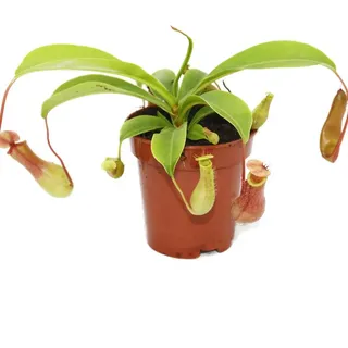 Exotenherz Zimmerpflanze Kannenpflanze - Nepenthes - 9cm Topf