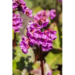 Pflanzen Für Dich Staude Bergenia cordifolia Winterglut, 1 St., Bergenie, Riesensteinbrech, Herzblatt-Bergenie rosa
