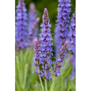 PlantaPro Salvia nemorosa 'Blauhügel' 9x9 cm Topf – Winterhart, Mehrjährig, Pflegeleicht – Steppensalbei – Blühstaude für Beet & Rabatte