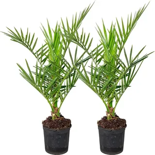 Bloomique - 2er Set - Phoenix Canariensis - Kanarische Dattelpalme - Palme - Balkonpflanzen Winterhart - Höhe 50-70 cm - Topf 15 cm