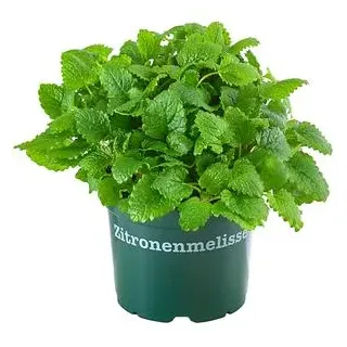 Bioland Zitronenmelisse, Grün