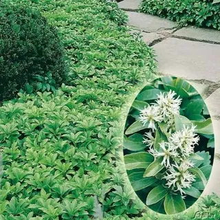 Schattengrün 'Ysander' - Pachysandra terminalis