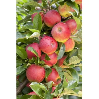 pflanzen-für-dich.de Malus 'Elstar', Apfelbaum, 40 cm Stammhöhe