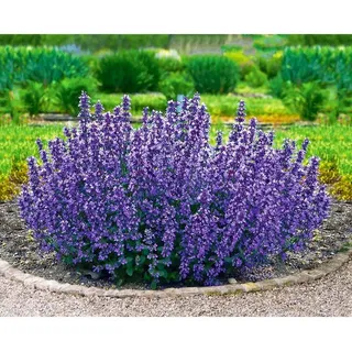 BALDUR Garten Staude Nepeta 'Cat's Pajamas', 2 St., Katzenminze, genügsam,winterhart, mehrjährig, pflegeleicht blau