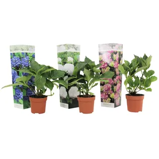 Plant in a Box - Hydrangea macrophylla - 3er Mischung Höhe 25-40cm