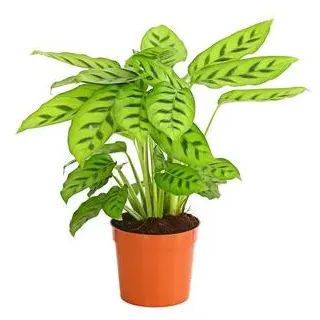 Korbmarante 'Leopardina', Hellgrün, Grün