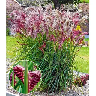 BALDUR Garten Gräser Miscanthus 'Boucle®', 3 St., Herbstfärbung,winterhart, mehrjährig, pflegeleicht lila