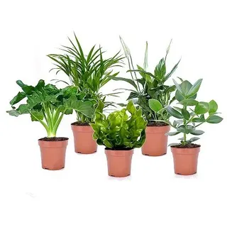 PFLANZENFREUND luftreinigende Zimmerpflanzen Topfgröße Ø 12cm 5 Pflanzen