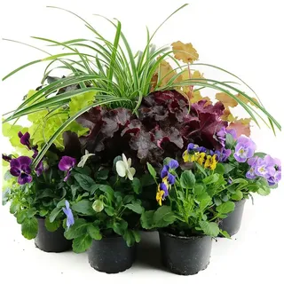 Herbst Blumen Set Nr.18 Carex, Hornveilchen & Heuchera in 3 Farben