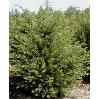 Plantenwelt Wiesmoor Eibe Taxus baccata winterhart, 80–100 cm, 7,5 L Topf | Heckenpflanze; Heimische Konifere für Hecke und Formschnitt, auch im Schatten; immergrün, weiche Nadeln; Eibenhecke