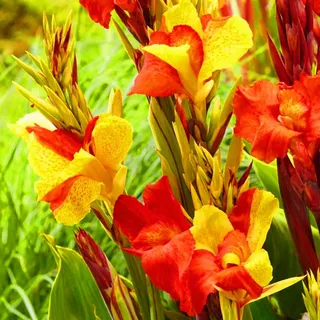 Seltene Canna Canna Rhizome Winterhart Bestes Geschenk Winterhart MehrjäHrig,Winterharte und mehrjährig-2zwiebeln-g