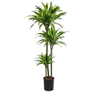 Dehner Drachenbaum - Dracaena 'Lemon Lime', Hydrokultur, Grün, Hellgrün