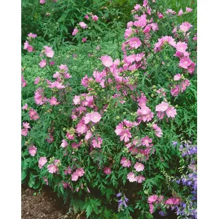 Pflanzen Für Dich Malva Alcea Fastigiata P 0,5