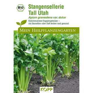 BIO Stangensellerie Tall Utah - Mein Heilpflanzengarten