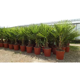 grünwaren Palme XL 120-150 cm Trachycarpus fortunei, Hanfpalme, winterhart bis -18°C