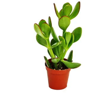 EXOTENHERZ Crassula Portulacea Geldbaum im 5,5cm Topf