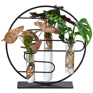 Dehner Waterplant-Set Dubai, in Reagenzgläsern, 3-teilig, Grün, Rosa