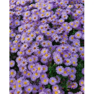 Pflanzen für Dich Staude Aster dumosus Zwergenhimmel, 1 St., Kissen-Aster, Zwerg-Aster blau