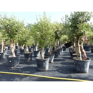 gruenwaren jakubik Olive "Angebot" 150 - 180 cm, beste Qualität, winterhart, Olea Europaea