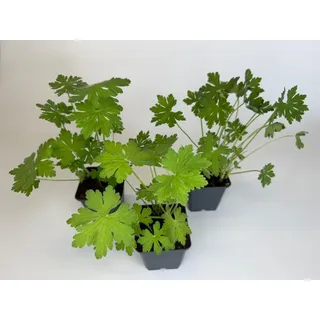 30 Stück, Topf 9cm, Bodendecker Geranium macrorrhizum Felsen-Storchschnabel