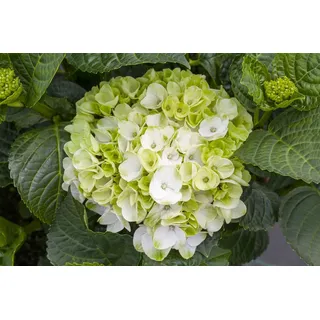 Pflanzen Für Dich Hydrangea Mac. Hortensie Hochzeits-Hortensie 30-40 cm