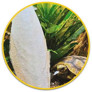 Hobby Sepia Bone Sepiaschale zur Nahrungsergänzung - 2 Stück