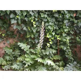 Pflanzen Für Dich Acanthus mollis P 1