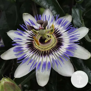 Bloomique - Passiflora Caerulea - Passionsblume - Blau, Weiß - Kletterpflanzen - Gartenpflanzen - Winterhart - 50-70 cm Hoch - Topf 15 cm
