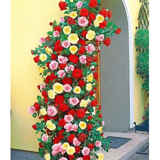 BALDUR Garten 3er Kletterrosen-Trio, Pflanzen wurzelballiert, atemberaubender Wuchs, für Hauswände, Mauern, Pergola u. Spaliere, leuchtende Farbe...