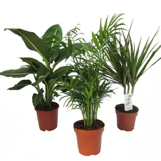 Dominik Blumen und Pflanzen Dominik Blumen und Pflanzen, Zimmerpflanzen Set aus 1x Diefenbachie, 1x Zimmerpalme und 1x Drachenbaum (Dracaena marginata), 10-12 cm Topf