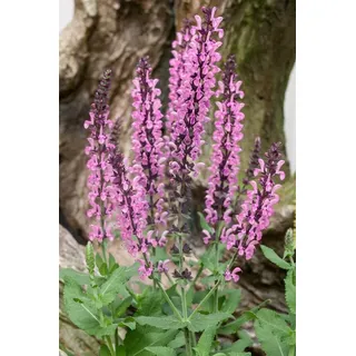 Blumenhandel Ullrich Salvia nemorosa Rose Queen Steppensalbei, ca. 9x9 cm Topf