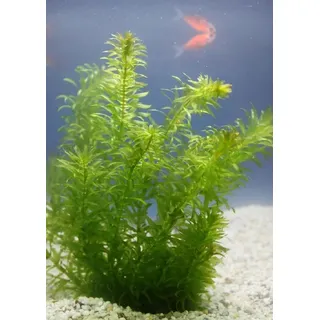 WASSERPFLANZEN WOLFF- Klärpflanze! - Egeria densa - winterharte Wasserpest für den Teich im 5cm PFLANZKÖRBCHEN, Sauerstoffspender, gegen Algen, verbessert die Wasserqualität