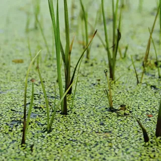 Kleine Wasserlinse