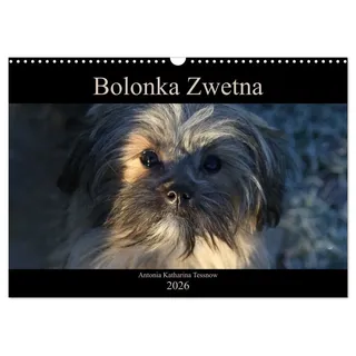 Calvendo Bolonka Zwetna 2026 (Wandkalender 2026 DIN A3 quer), CALVENDO Monatskalender