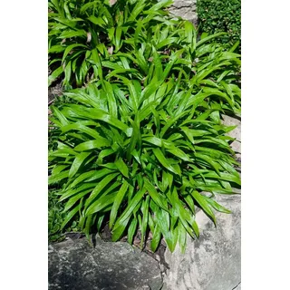 Pflanzen Für Dich Carex Plantaginea Breitblatt-Segge Ca. 9x9 cm Topf