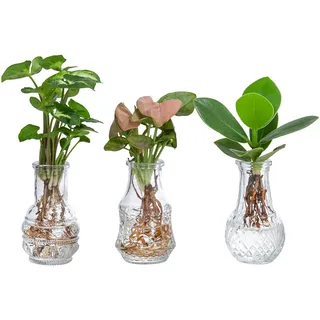 Dehner Waterplant Set, Wasserpflanzen in Vasen, 3-teilig, je 1x Balsamapfel Princess, Purpurtute Arrow, Purpurtute Neon, je ca. 10 cm, Zimmerpflanze